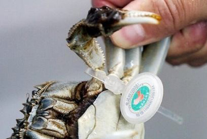 陽澄湖大閘蟹防偽腳環(huán)焊機